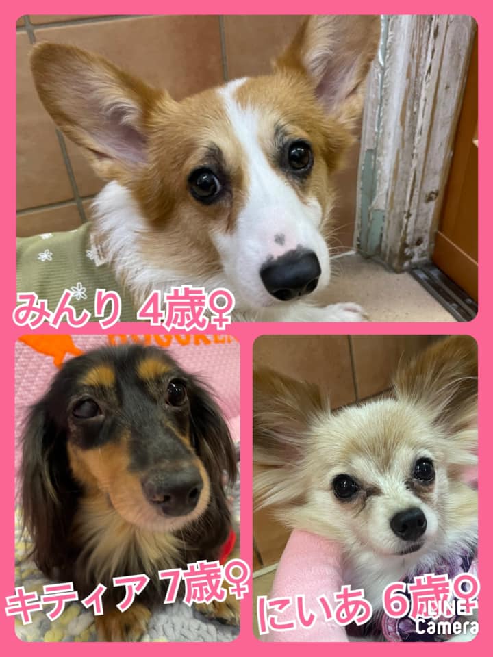 🐾今日の里親様募集中ワンコ🐶メンバーです🐾2021,8,4